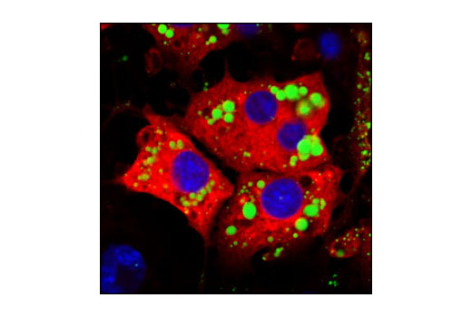 Confocal immunofluorescent analysis of 3T3-L1 adipocytes using HSL Antibody (red). Lipid droplets have been labeled with BODIPY 493/503 (green). Blue pseudocolor = DRAQ5 ® #4084 (fluorescent DNA dye).