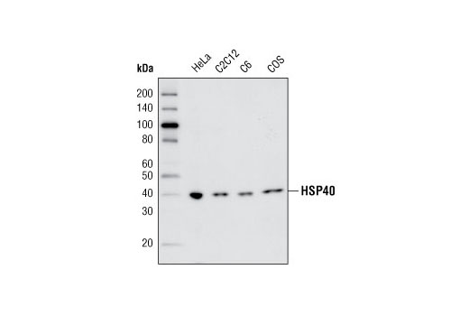Western blot analysis of extracts from HeLa, C2C12, C6 and COS cells using HSP40 (C64B4) Rabbit mAb.
