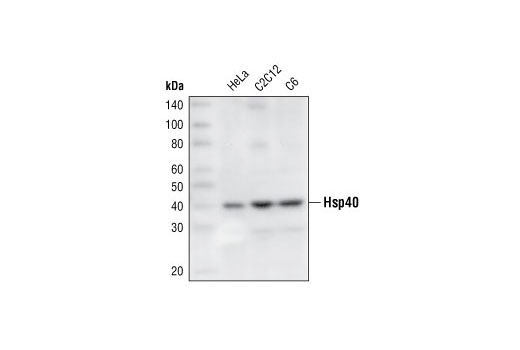 Western blot analysis of extracts from HeLa, C2C12 and C6 cells, using HSP40 Antibody.