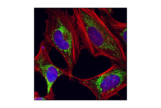 Confocal immunofluorescent analysis of HeLa cells using HSP60 (D85) Antibody (green). Actin filaments have been labeled with Alexa Fluor ® 555 phalloidin (red). Blue pseudocolor = DRAQ5 ® #4084 (fluorescent DNA dye).