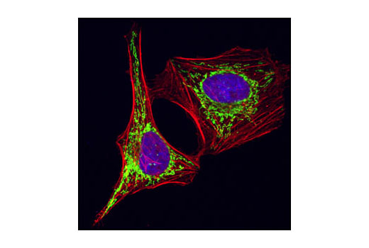 Confocal immunofluorescent analysis of HeLa cells using HSP60 (D307) Antibody (green). Actin filaments have been labeled with Alexa Fluor ® 555 phalloidin (red). Blue pseudocolor = DRAQ5 ® #4084 (fluorescent DNA dye).