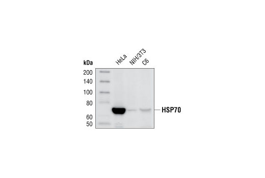 Western blot analysis of extracts from HeLa, NIH/3T3 and C6 cells, using HSP70 (D69) Antibody.
