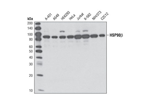 Western blot analysis of extracts from various cell lines using HSP90β Antibody.