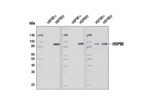 Isoform specificity of HSP90 antibodies using human recombinant HSP90α and HSP90β expressed in Spodoptera frugiperda cells. Purified proteins (100 ng each) were resolved by SDS-PAGE and detected by western blot using HSP90β (D3F2) Rabbit mAb (left panel), HSP90β Antibody #5087 (center panel), or HSP90 Antibody #4874 (right panel).