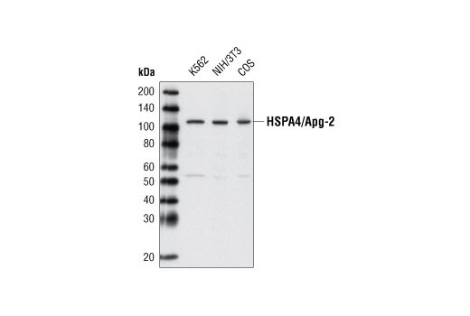 Western blot analysis of extracts from various cell lines using HSPA4/Apg-2 Antibody.