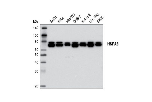 Western blot analysis of extracts from various cell lines using HSPA8 (D12F2) Rabbit mAb.