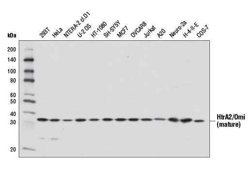 Western blot analysis of extracts from various cell lines using HtrA2/Omi (D20A5) Rabbit mAb.