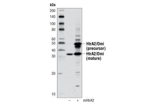 Western blot analysis of extracts from 293T cells, either mock transfected (-) or transfected with a construct expressing full-length mouse HtrA2/Omi (mHtrA2/Omi; +), using HtrA2/Omi (D20A5) Rabbit mAb.