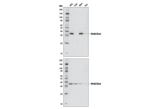 Western blot analysis of extracts from HeLa cells, untreated (upper) or treated with Staurosporine #9953 (1 μM, 3 hr; lower), using HtrA2/Omi (D20A5) Rabbit mAb #9745. Cells were fractionated into whole cell lysate (WCL), cytoplasm (Cyto), membrane (Mem), and cytoskeletal/nucleus (Nuc) using Cell Fractionation Kit #9038. Membrane fraction includes mitochondria.