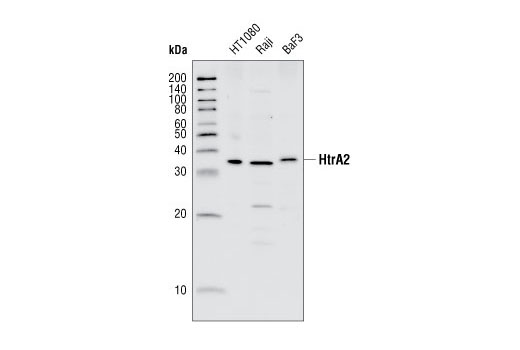 Western blot analysis of extracts from HT1080, Raji and BaF3 cell lines, using HtrA2 Antibody.