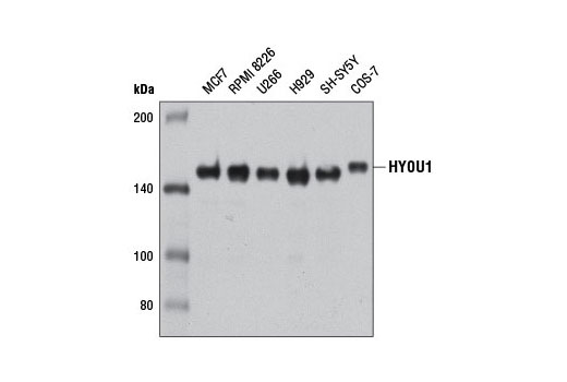 Western blot analysis of extracts from various cell lines using HYOU1 Antibody.