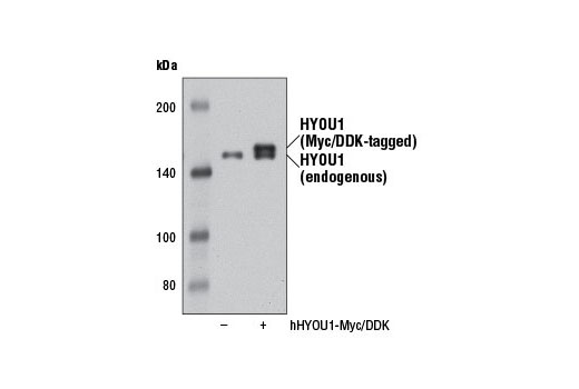 Western blot analysis of extracts from 293T cells, mock transfected (-) or transfected with a construct expressing Myc/DDK-tagged full-length human HYOU1 (hHYOU1-Myc/DDK; +), using HYOU1 Antibody.