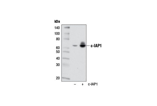 Western blot analysis of extracts from HeLa cells, mock transfected (-) or transfected with human c-IAP1 (+), using c-IAP1 (D5G9) Rabbit mAb.