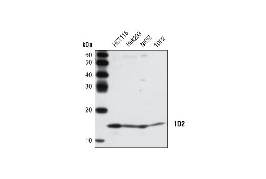 Western blot analysis of extracts from various cell lines using Id2 (D39E8) Rabbit mAb.
