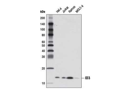 Western blot analysis of extracts from various cell lines using ID3 (D16D10) Rabbit mAb.