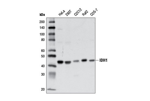 Western blot analysis of extracts from various cell lines using IDH1 (D2H1) Rabbit mAb.