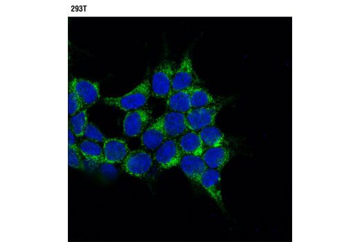 Confocal immunofluorescent analysis of 293T cells using IDH1 (D2H1) Rabbit mAb (green). Blue pseudocolor = DRAQ5 ® #4084 (fluorescent DNA dye).