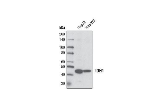 Western blot analysis of extracts from HepG2 and NIH/3T3 cells using IDH1 Antibody.