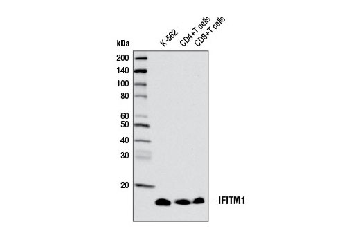 Western blot analysis of extracts from K-562 cells, CD4 + T cells, and CD8 + T cells using IFITM1 Antibody.