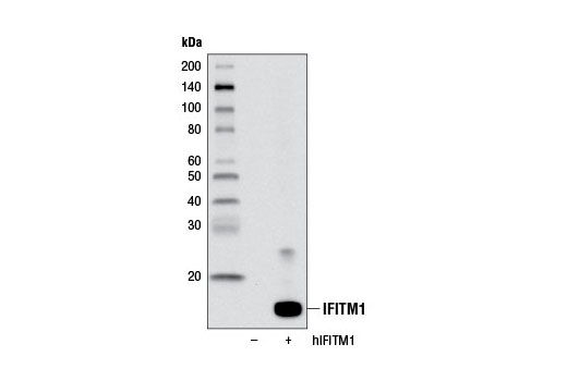 Western blot analysis of extracts from 293T cells, mock transfected (-) or transfected with a construct expressing full-length human IFITM1 (hIFITM1; +), using IFITM1 Antibody.