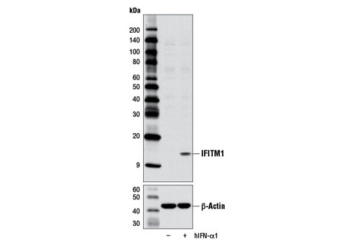 Western blot analysis of extracts from HeLa cells, untreated (-) or treated with Human Interferon-α1 (hIFN-α1) #8927 (10 ng/ml, 16 hr; +), using IFITM1 Antibody (upper) and β-Actin (D6A8) Rabbit mAb #8457 (lower).