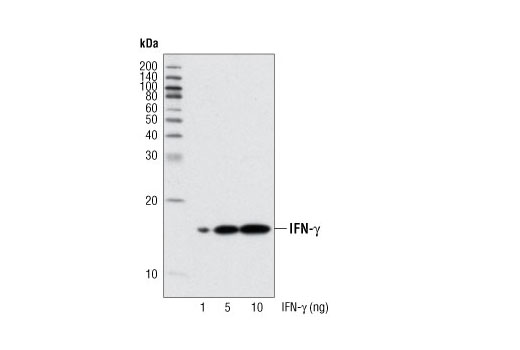 Western blot analysis of recombinant Human Interferon-γ (hIFN-γ) #8901 using IFN-γ (3F1E3) Mouse mAb.