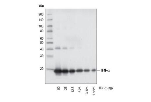 Western blot analysis of natural human interferon-α proteins at various concentrations, using IFN-α (6B18) Mouse mAb.