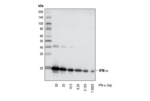 Western blot analysis of natural human interferon-α proteins at various concentrations, using IFN-α (8C21) Mouse mAb.