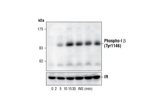 Western blot analysis of extracts from 3T3-L1 adipocytes, untreated or insulin-treated (100 nM for the indicated times), using Phospho-IGF-I Receptor β (Tyr1131)/Insulin Receptor β (Tyr1146) Antibody (upper) or control IR antibody (lower).