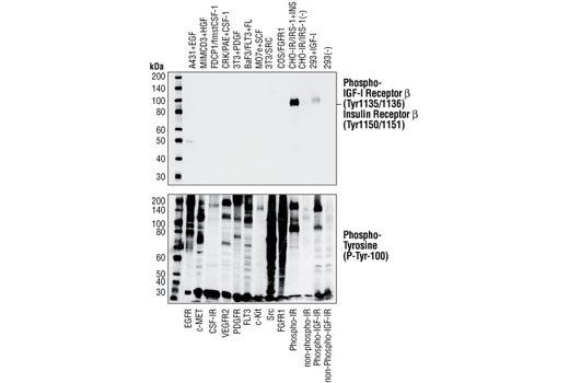 Phospho-IGF-I Receptor
