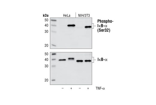 Western blot analysis of extracts from HeLa and NIH/3T3 cells, untreated or treated with TNF-α (#2169, 20 ng/ml) for 5 minutes, using Phospho-IκBα (Ser32) (14D4) Rabbit mAb (upper), or IκBα (44D4) Rabbit mAb #4812 (lower).