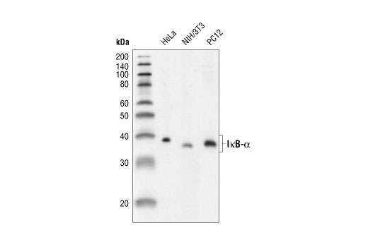 Western blot analysis of extracts from HeLa, NIH/3T3 and PC12 cells, using IκBα (44D4) Rabbit mAb.