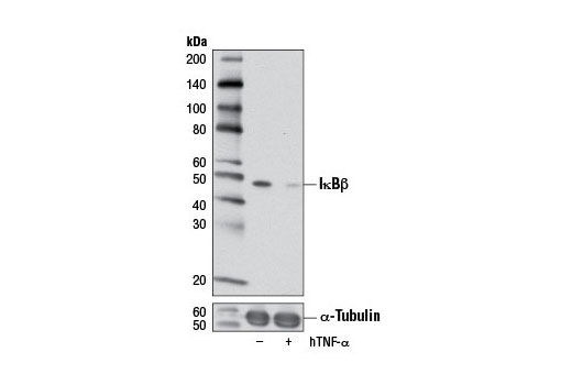 Western blot analysis of extracts from MCF7 cells, untreated (-) or treated with Human Tumor Necrosis Factor-α (hTNF-α) #8902 (20 ng/ml, 4 hr; +), using IκBβ (7B4) Mouse mAb (upper) and α-Tubulin (11H10) Rabbit mAb #2125 (lower).