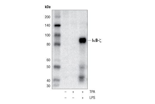 Western blot analysis of extracts from THP-1 cells, untreated (-) or treated with TPA #4174 (200 nM, 48 hr; +) or LPS (1 μg/ml, 24 hr, +), using IκB-ζ Antibody.
