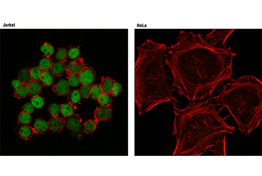 Confocal immunofluorescent analysis of Jurkat cells (positive; left) and HeLa cells (negative; right) using Ikaros (D10E5) Rabbit mAb (green). Actin filaments were labeled with DY-554 phalloidin (red).