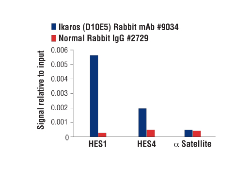 Chromatin immunoprecipitations were performed with cross-linked chromatin from 4 x 10 6 Jurkat cells and either 10 μl of Ikaros (D10E5) Rabbit mAb or 2 µl of Normal Rabbit IgG #2729 using SimpleChIP ® Enzymatic Chromatin IP Kit (Magnetic Beads) #9003. The enriched DNA was quantified by real-time PCR using human HES1 promoter primers, SimpleChIP ® Human HES4 Promoter Primers #7273, and SimpleChIP ® Human α Satellite Repeat Primers #4486. The amount of immunoprecipitated DNA in each sample is represented as signal relative to the total amount of input chromatin, which is equivalent to one.