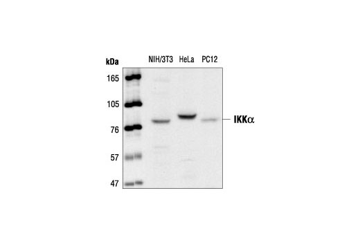 Western blot analysis of extracts from NIH/3T3, HeLa and PC12 cells, using IKKα Antibody.
