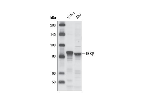 Western blot analysis of extracts from THP-1 and A20 cells using IKKβ (L570) Antibody.