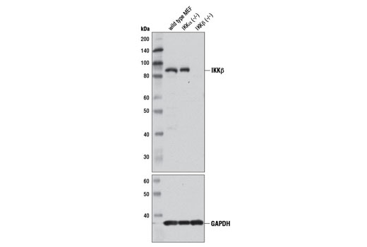 Western blot analysis of extracts from wild-type, IKKα (-/-), and IKKβ (-/-) mouse embryonic fibroblasts (MEFs) using IKKβ (D30C6) Rabbit mAb (upper) and GAPDH (14C10) Rabbit mAb #2118 (lower).