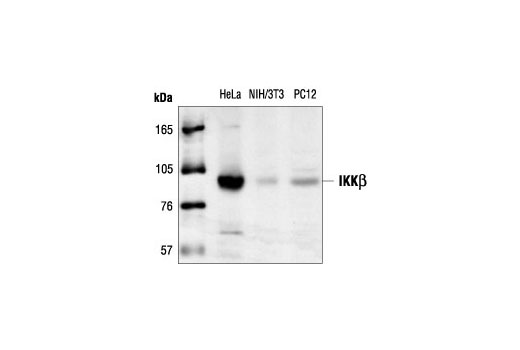 Western blot analysis of extracts from HeLa, NIH/3T3 and PC12 cells, using IKKbeta Antibody.