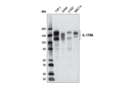 Western blot analysis of extracts from various cell lines using IL-17RA (D1Y4C) Rabbit mAb.