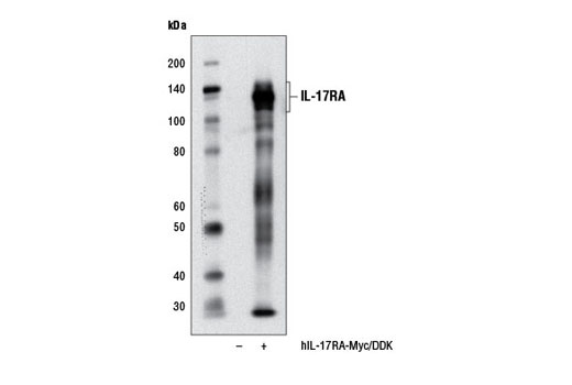 Western blot analysis of extracts from 293T cells, mock transfected (-) or transfected with a construct expressing Myc/DDK-tagged full-length human IL-17RA (hIL-17RA-Myc/DDK; +), using IL-17RA (D1Y4C) Rabbit mAb.