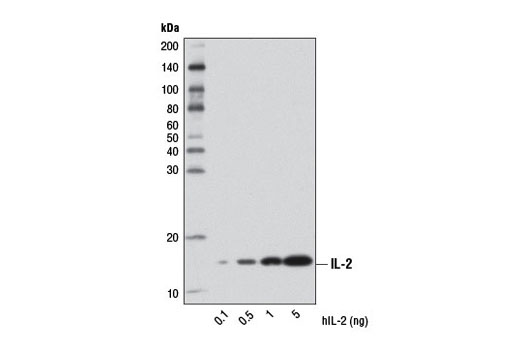 Western blot analysis of recombinant Human Interleukin-2 (hIL-2) (mammalian derived) #5454 using IL-2 (D7A5) Rabbit mAb.