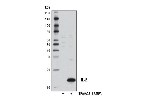 Western blot analysis of extracts from Jurkat cells, untreated (-) or treated (+) overnight with TPA #4174 (40 nM), A23187 (2 μM), and Brefeldin A #9972 (BFA, 300 ng/ml, 45 min delay), using IL-2 (D7A5) Rabbit mAb.