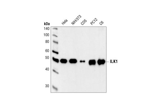 Western blot analysis of extracts from HeLa, NIH/3T3, COS, PC12 and C6 cells, using ILK1 Antibody.