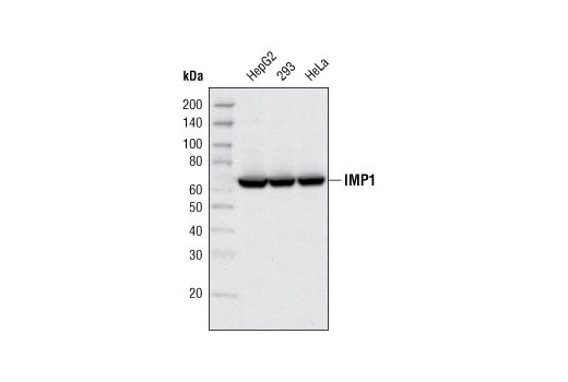 Western blot analysis of extracts from various cell types using IMP1 Antibody.