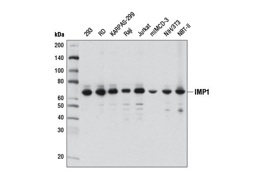 Western blot analysis of extracts from various cell lines using IMP1 (D33A2) Rabbit mAb.