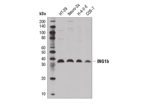 Western blot analysis of extracts from various cell lines using ING1b (D3D5Z) Rabbit mAb.