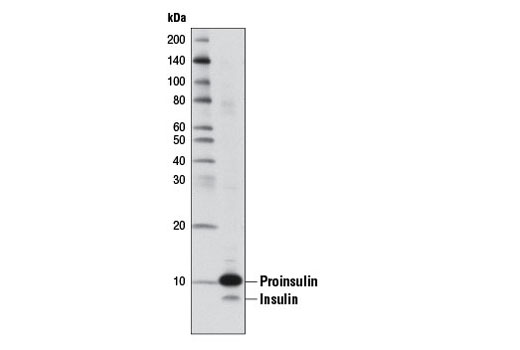Western blot analysis of extracts from INS-1 cells using Insulin (L6B10) Mouse mAb.