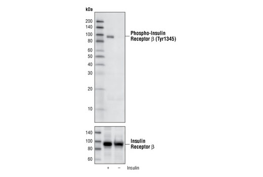 Western blot analysis of CHO IR/IRS-1 cells overexpressing human insulin receptor, untreated or treated with insulin (100 nM for 5 min), using Phospho-Insulin Receptor β (Tyr1345) (14A4) Rabbit mAb (upper) or Insulin Receptor β (4B8) Rabbit mAb #3025 (lower).